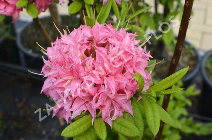 Azalka 'Homebush' - Azalea (KH) 'Homebush'