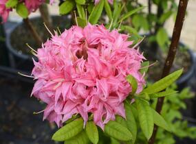 Azalka 'Homebush' - Azalea (KH) 'Homebush'