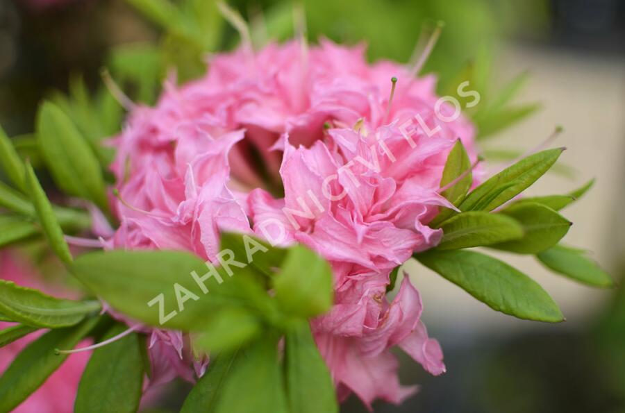 Azalka 'Homebush' - Azalea (KH) 'Homebush'
