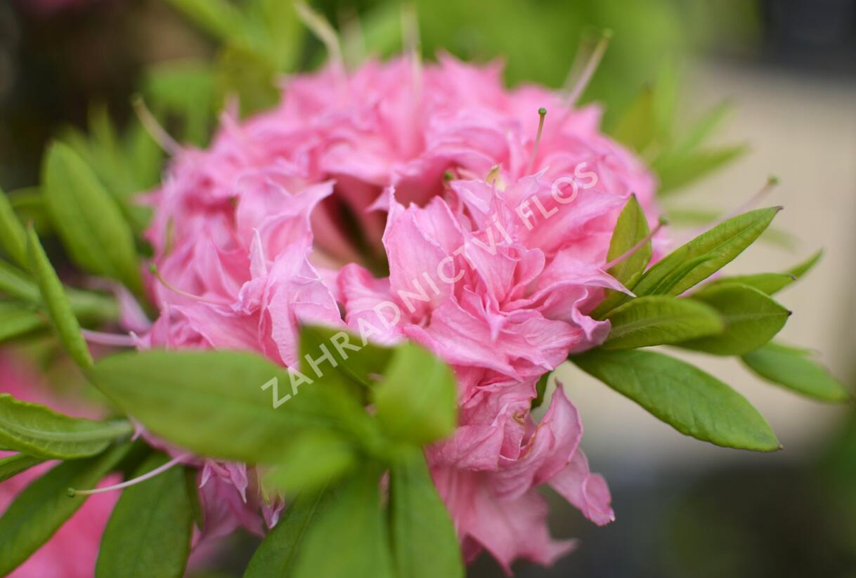 Azalka 'Homebush' - Azalea (KH) 'Homebush'