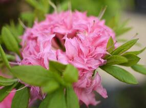 Azalka 'Homebush' - Azalea (KH) 'Homebush'