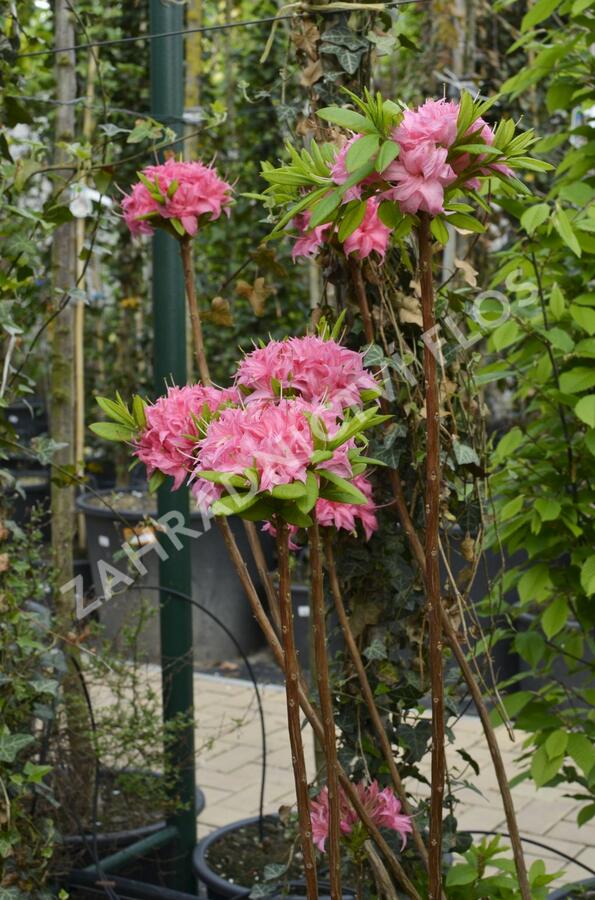 Azalka 'Homebush' - Azalea (KH) 'Homebush'