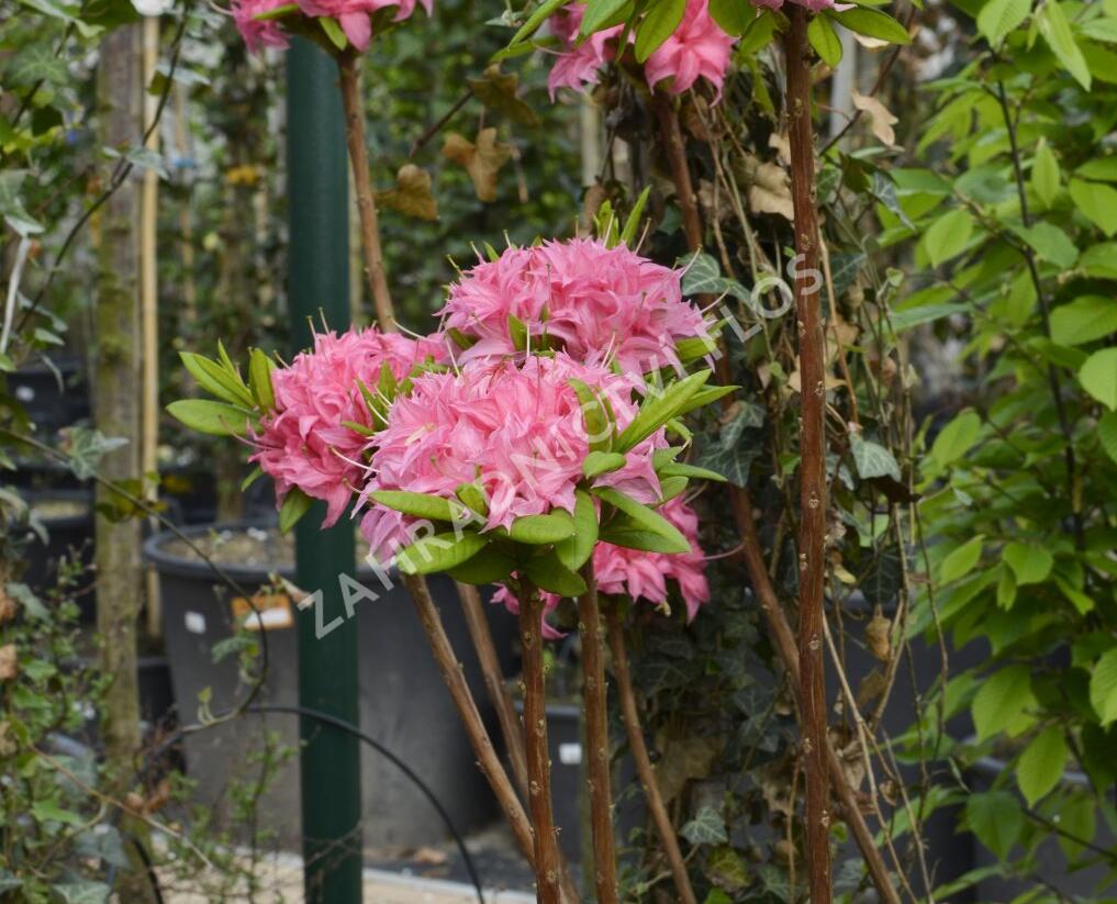 Azalka 'Homebush' - Azalea (KH) 'Homebush'