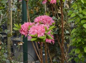 Azalka 'Homebush' - Azalea (KH) 'Homebush'