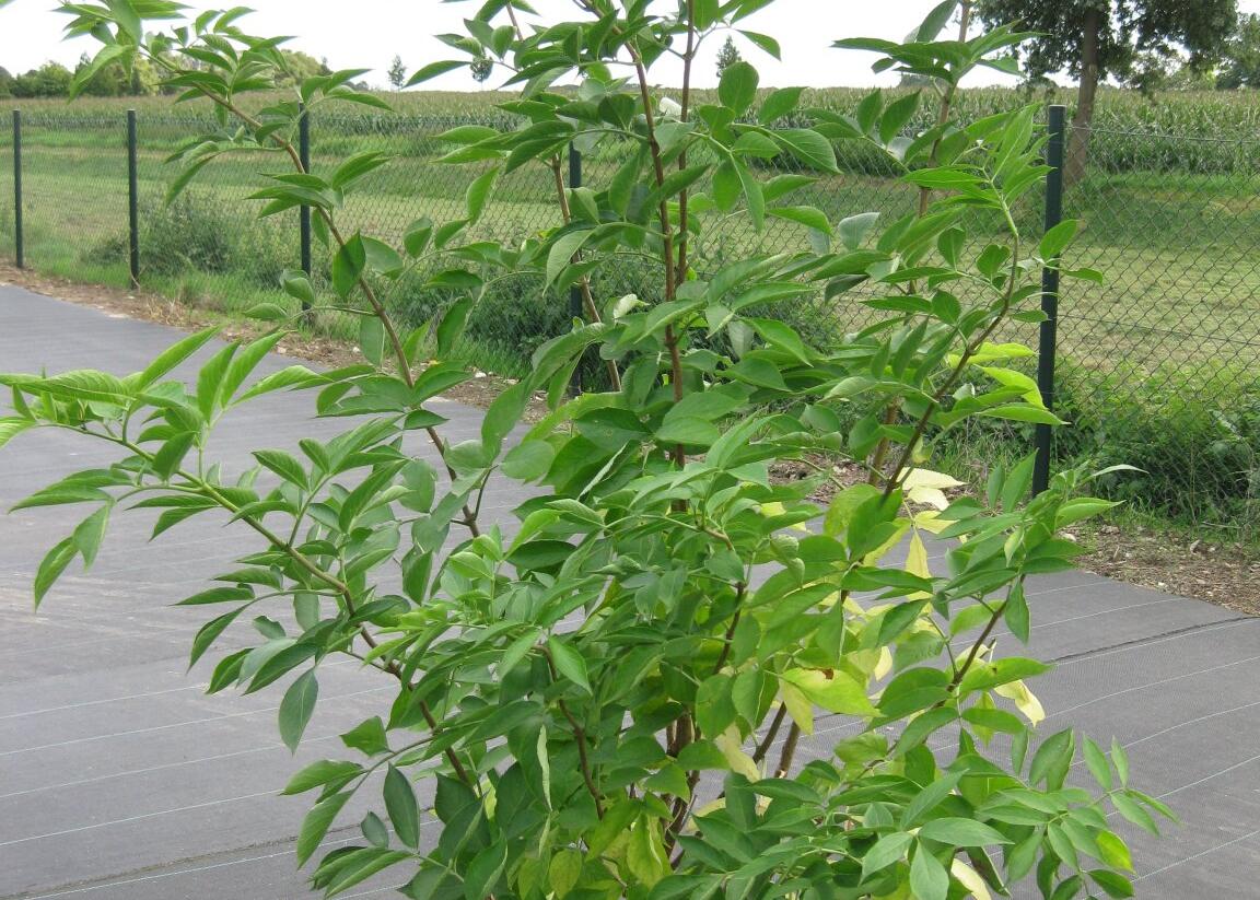 Bez černý - Sambucus nigra