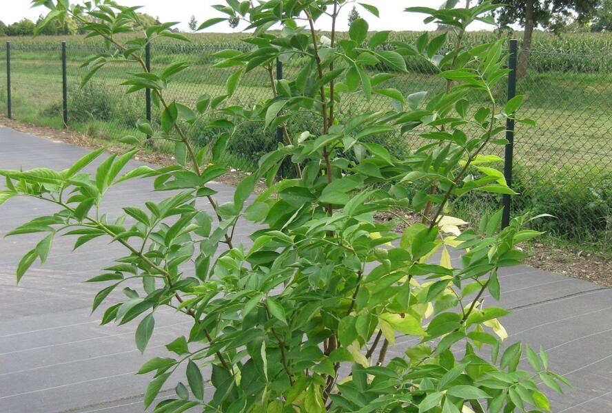 Bez černý - Sambucus nigra