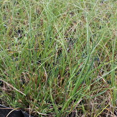 Ostřice písečná - Carex arenaria