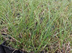 Ostřice písečná - Carex arenaria