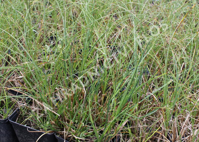 Ostřice písečná - Carex arenaria