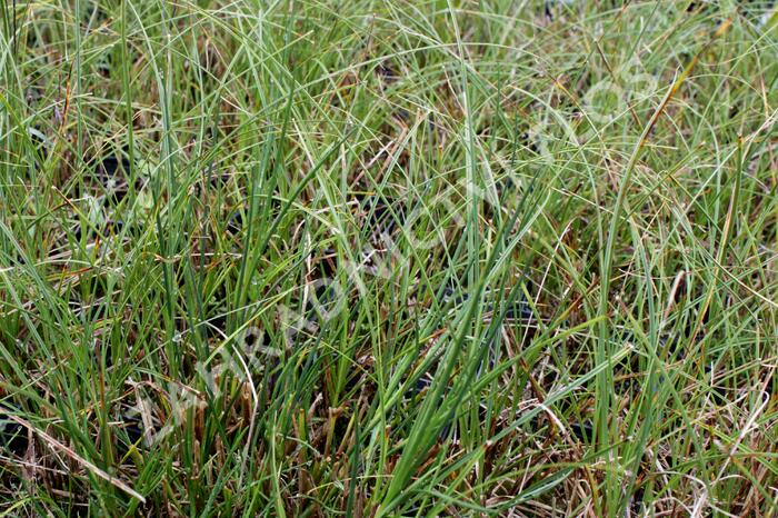 Ostřice písečná - Carex arenaria