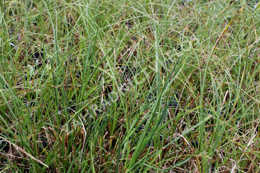 Ostřice písečná - Carex arenaria