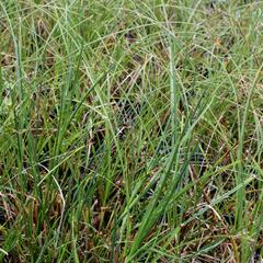 Ostřice písečná - Carex arenaria