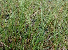 Ostřice písečná - Carex arenaria