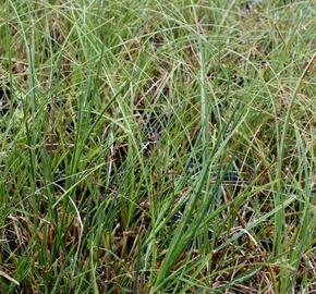 Ostřice písečná - Carex arenaria