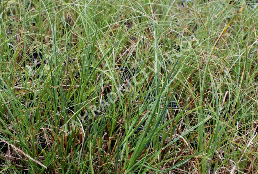 Ostřice písečná - Carex arenaria