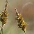 Ostřice písečná - Carex arenaria