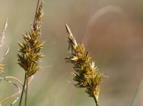 Ostřice písečná - Carex arenaria