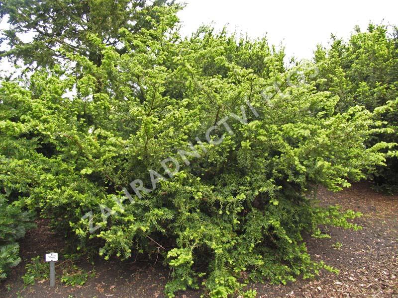 Tis prostřední 'Densiformis' - Taxus media 'Densiformis'