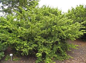 Tis prostřední 'Densiformis' - Taxus media 'Densiformis'