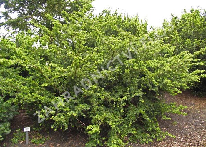 Tis prostřední 'Densiformis' - Taxus media 'Densiformis'