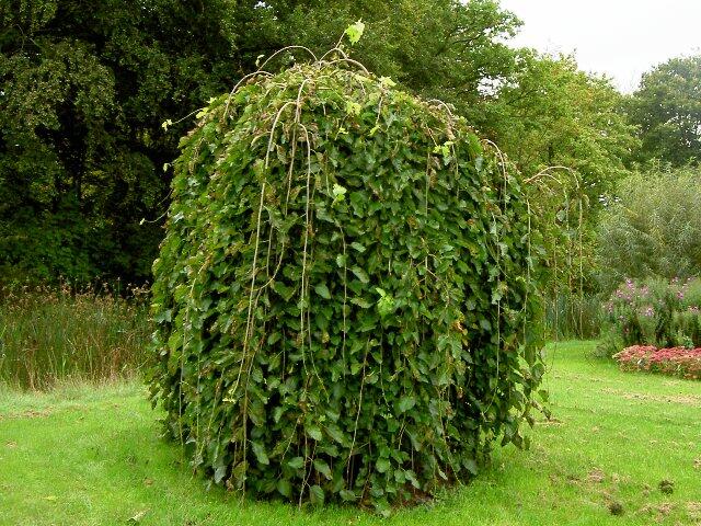 Jilm horský 'Pendula' - Ulmus glabra 'Pendula'