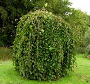 Jilm horský 'Pendula'