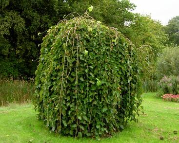 Jilm horský 'Pendula'