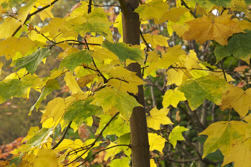 Javor kapadocký 'Aureum' - Acer cappadocicum 'Aureum'