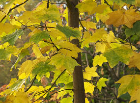 Javor kapadocký 'Aureum' - Acer cappadocicum 'Aureum'