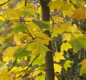 Javor kapadocký 'Aureum' - Acer cappadocicum 'Aureum'