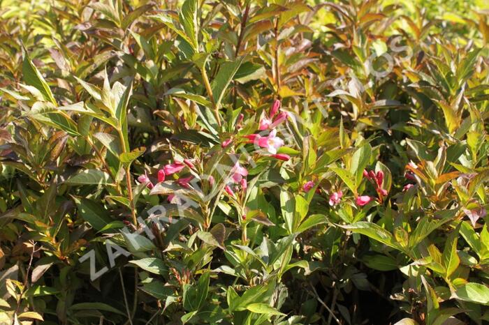 Vajgélie květnatá 'Minuet' - Weigela florida 'Minuet'