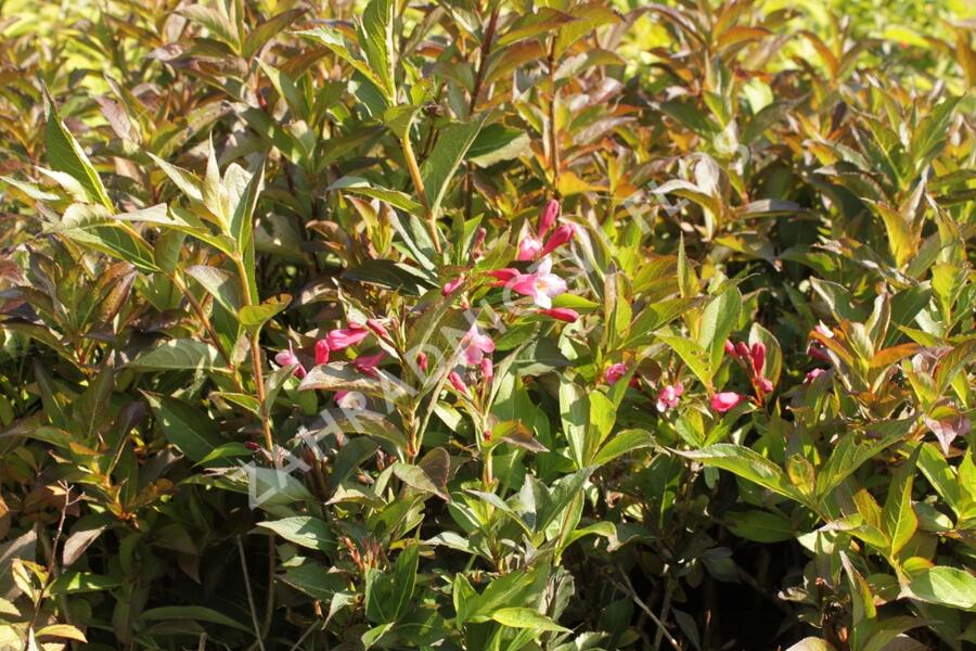 Vajgélie květnatá 'Minuet' - Weigela florida 'Minuet'