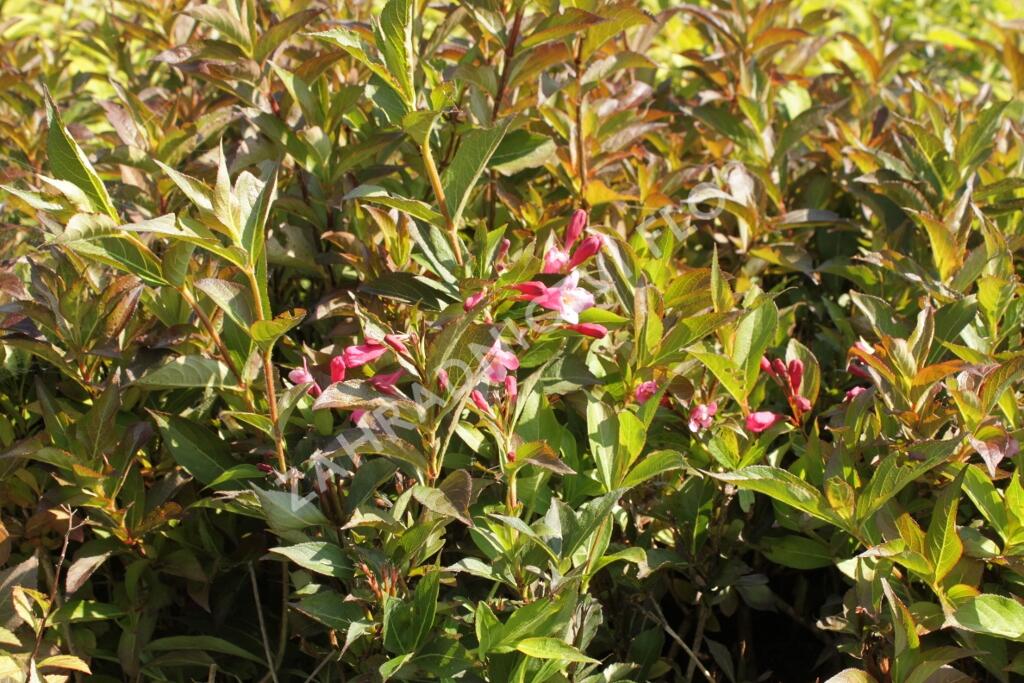 Vajgélie květnatá 'Minuet' - Weigela florida 'Minuet'