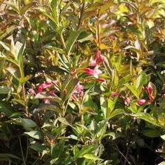 Vajgélie květnatá 'Minuet' - Weigela florida 'Minuet'