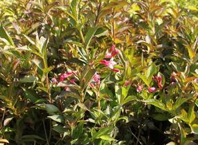 Vajgélie květnatá 'Minuet' - Weigela florida 'Minuet'