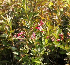 Vajgélie květnatá 'Minuet' - Weigela florida 'Minuet'