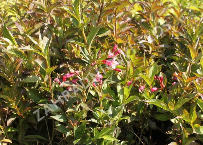 Vajgélie květnatá 'Minuet' - Weigela florida 'Minuet'