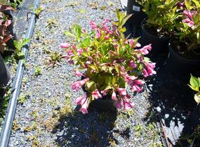 Vajgélie květnatá 'Minuet' - Weigela florida 'Minuet'