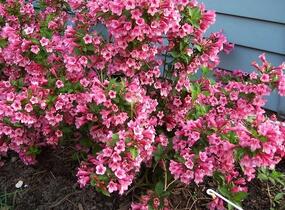 Vajgélie květnatá 'Minuet' - Weigela florida 'Minuet'