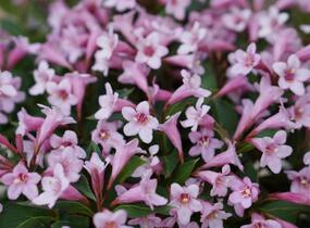 Vajgélie květnatá 'Pink Poppet' - Weigela florida 'Pink Poppet'