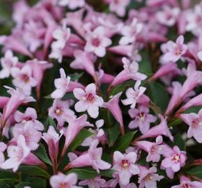 Vajgélie květnatá 'Pink Poppet' - Weigela florida 'Pink Poppet'