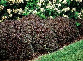 Vajgélie květnatá 'Elvera' - Weigela florida 'Elvera'