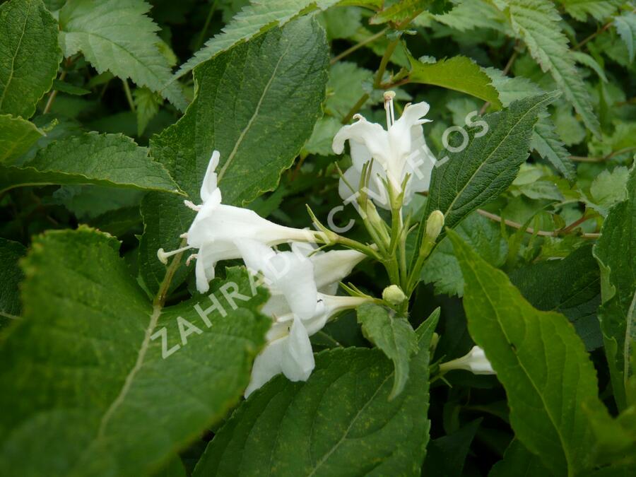 Vajgélie květnatá 'Candida' - Weigela florida 'Candida'