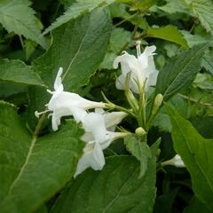 Vajgélie květnatá 'Candida' - Weigela florida 'Candida'