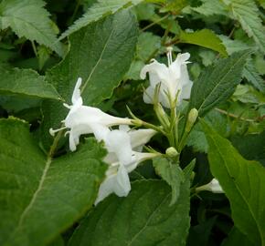 Vajgélie květnatá 'Candida' - Weigela florida 'Candida'