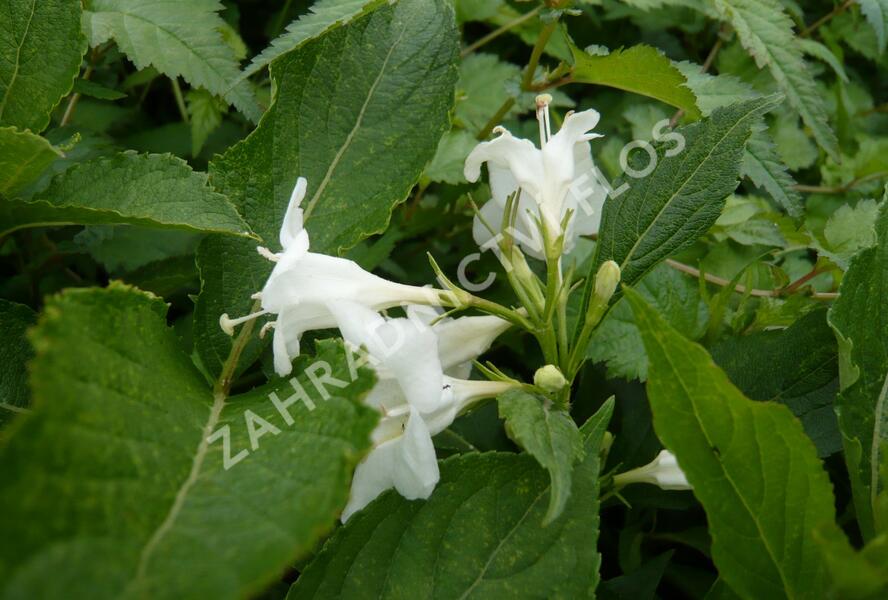 Vajgélie květnatá 'Candida' - Weigela florida 'Candida'
