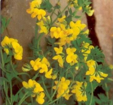Štírovník růžkatý - Lotus corniculatus