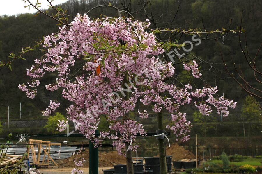 Višeň chloupkatá 'Pendula Rosea' - Prunus subhirtella 'Pendula Rosea'