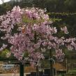 Višeň chloupkatá 'Pendula Rosea' - Prunus subhirtella 'Pendula Rosea'