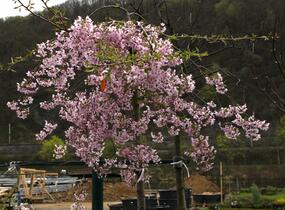 Višeň chloupkatá 'Pendula Rosea' - Prunus subhirtella 'Pendula Rosea'